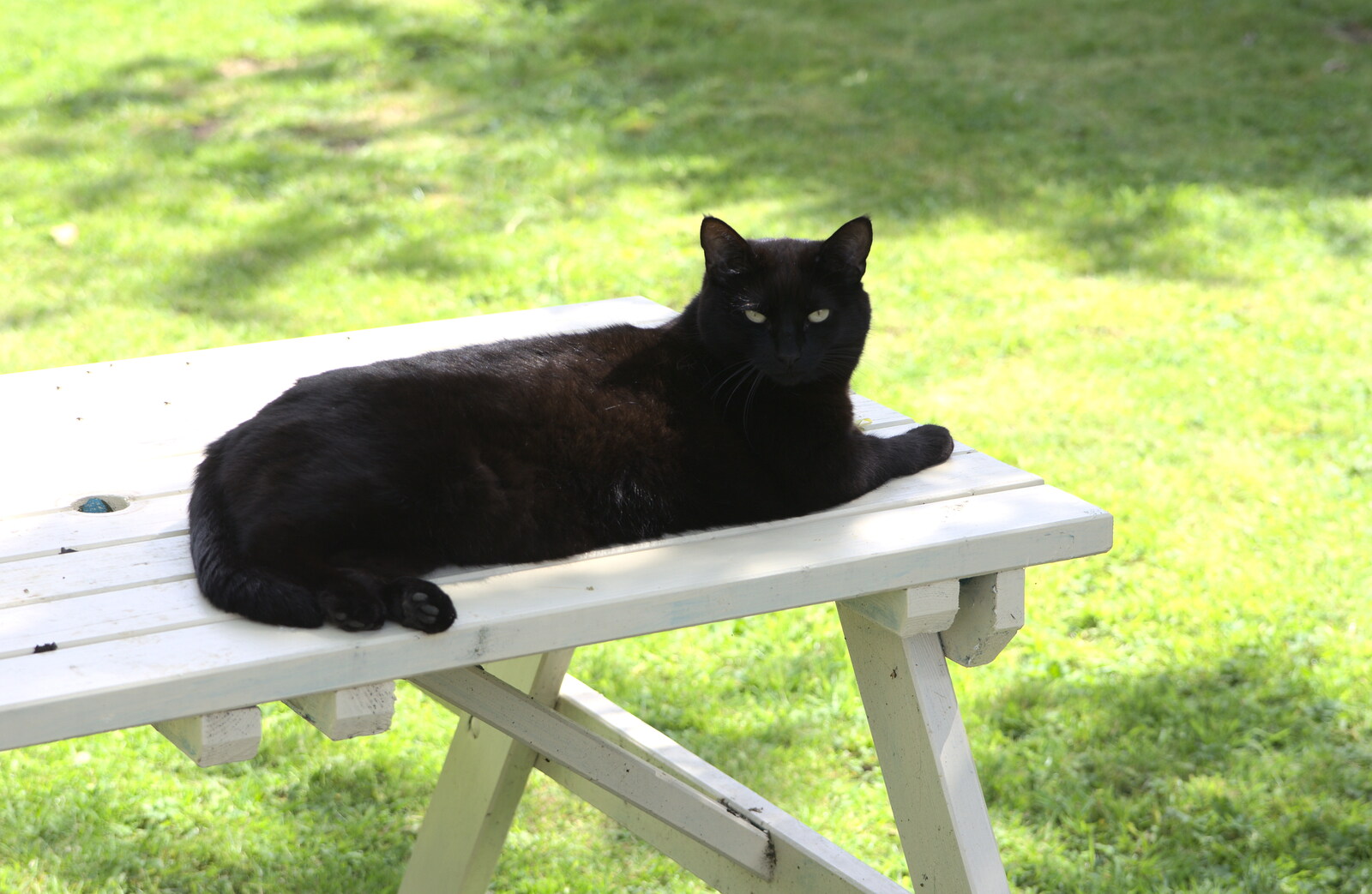 Millie the invisible cat stretches out from A "Not a Birthday Party" Barbeque, Brome, Suffolk - 25th May 2014