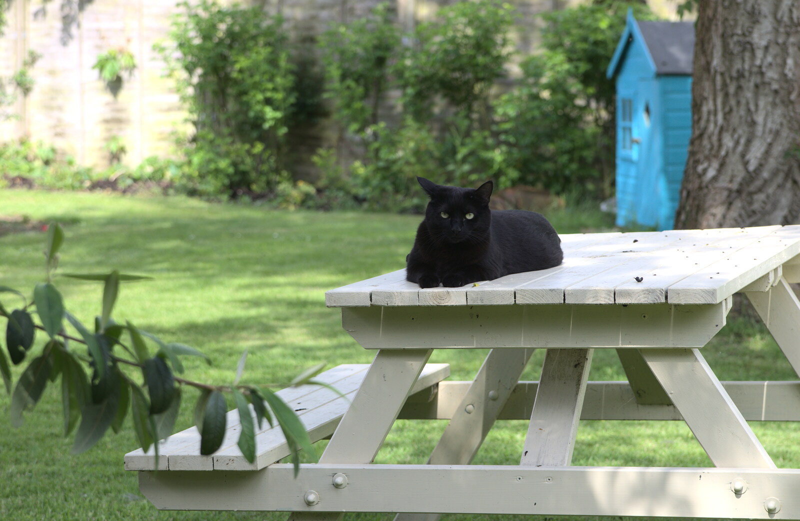 Millie the Mooch sits on a bench from A "Not a Birthday Party" Barbeque, Brome, Suffolk - 25th May 2014