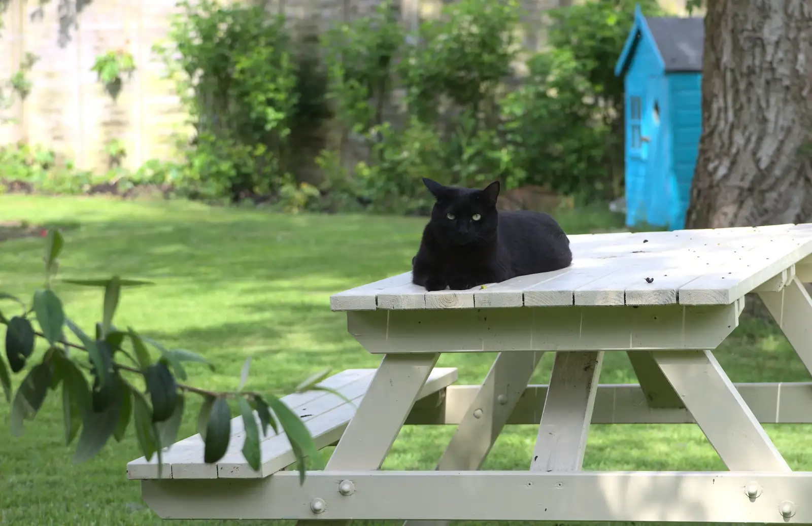 Millie the Mooch sits on a bench, from A "Not a Birthday Party" Barbeque, Brome, Suffolk - 25th May 2014