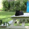 Millie the Mooch sits on a bench, A "Not a Birthday Party" Barbeque, Brome, Suffolk - 25th May 2014