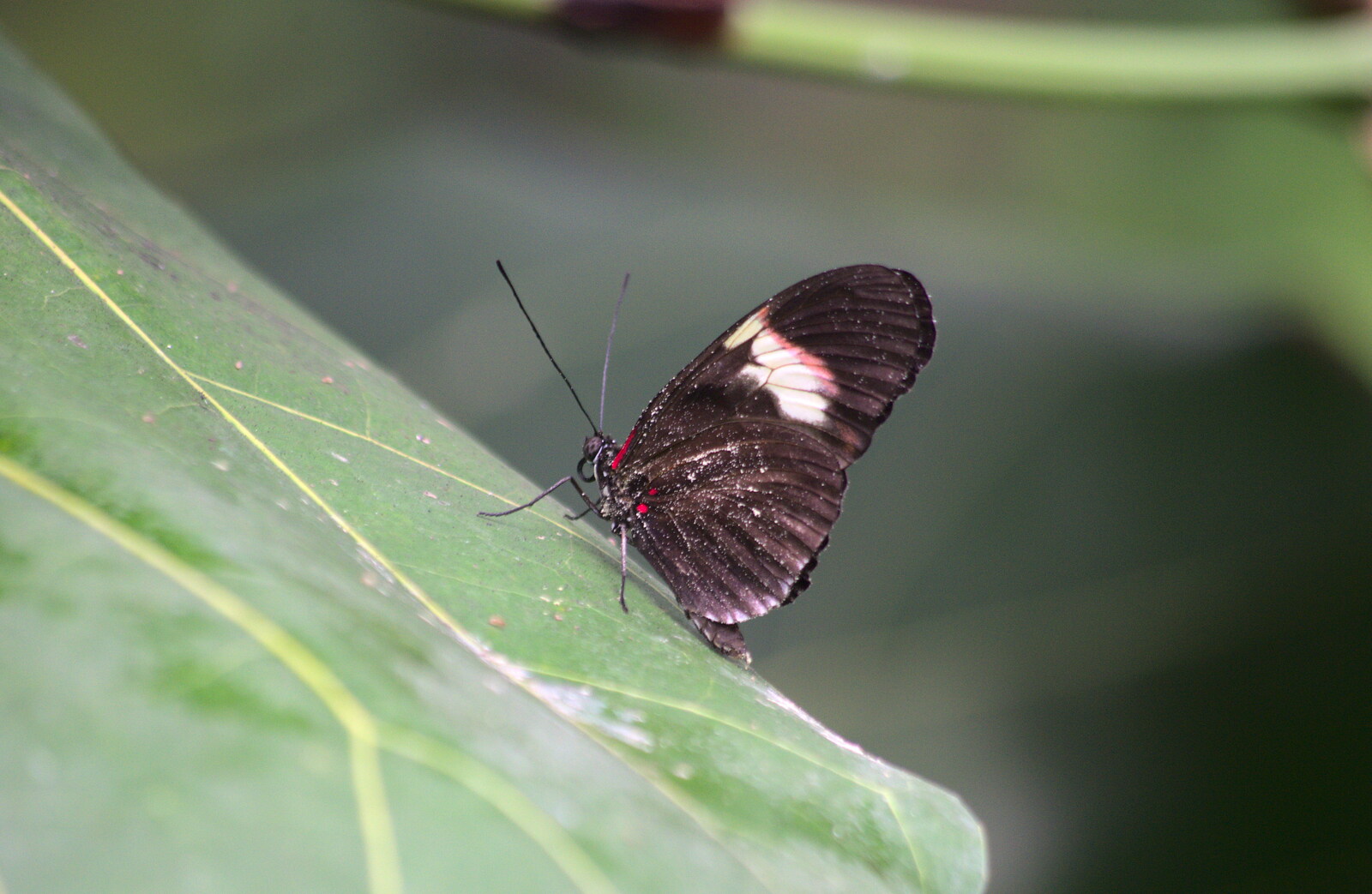 A Birthday Trip to the Zoo, Banham, Norfolk - 26th May 2014: A butterfly