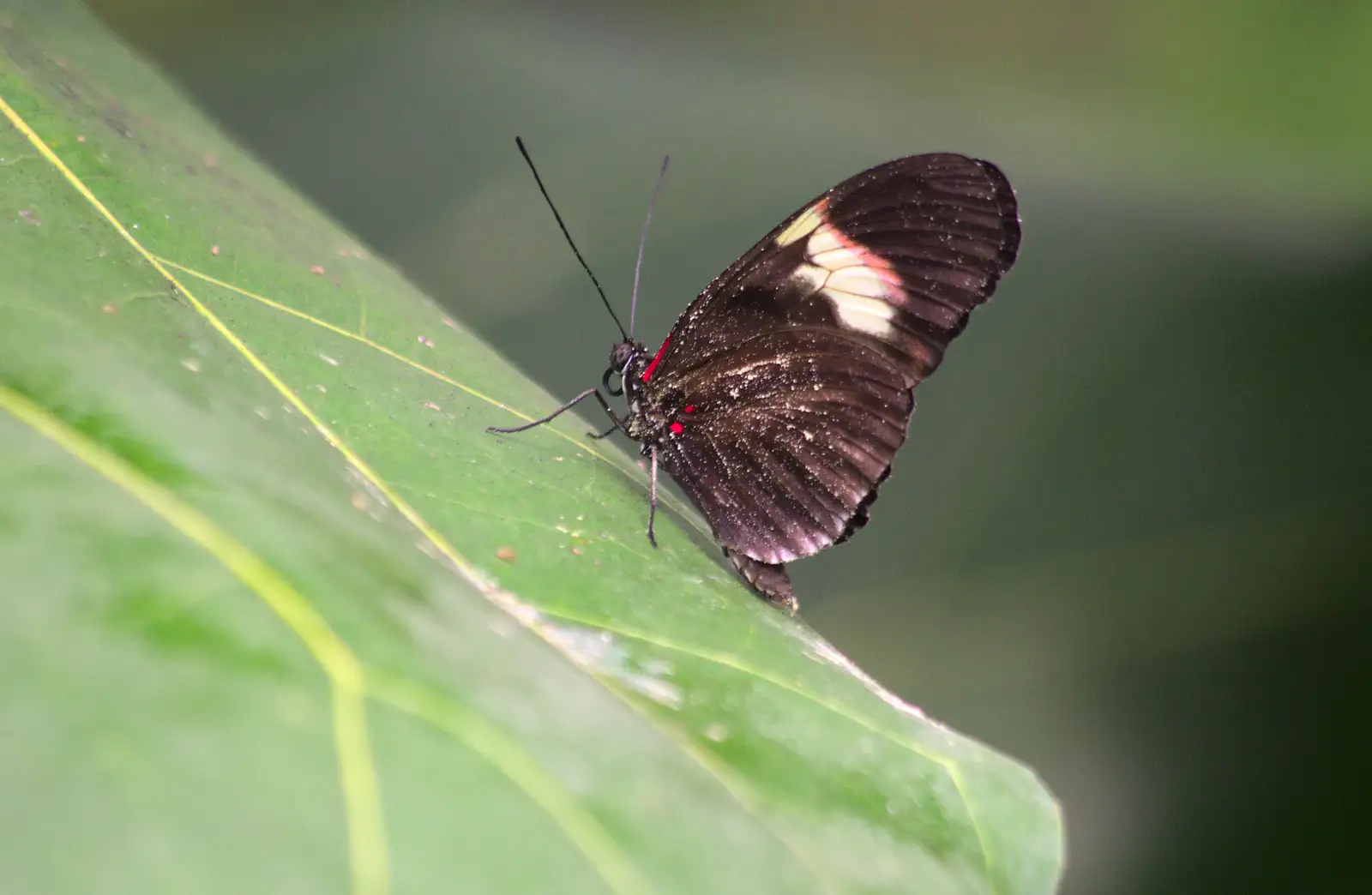 A butterfly, from A Birthday Trip to the Zoo, Banham, Norfolk - 26th May 2014