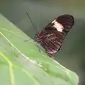 A butterfly, A Birthday Trip to the Zoo, Banham, Norfolk - 26th May 2014