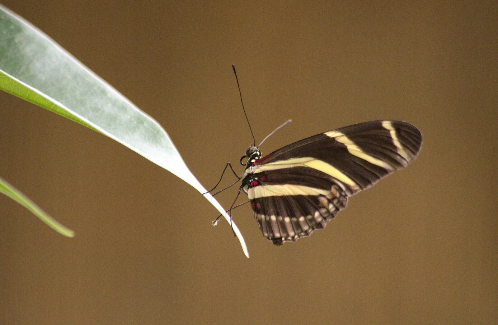 A Birthday Trip to the Zoo, Banham, Norfolk - 26th May 2014: A stripey butterfly on a leaf