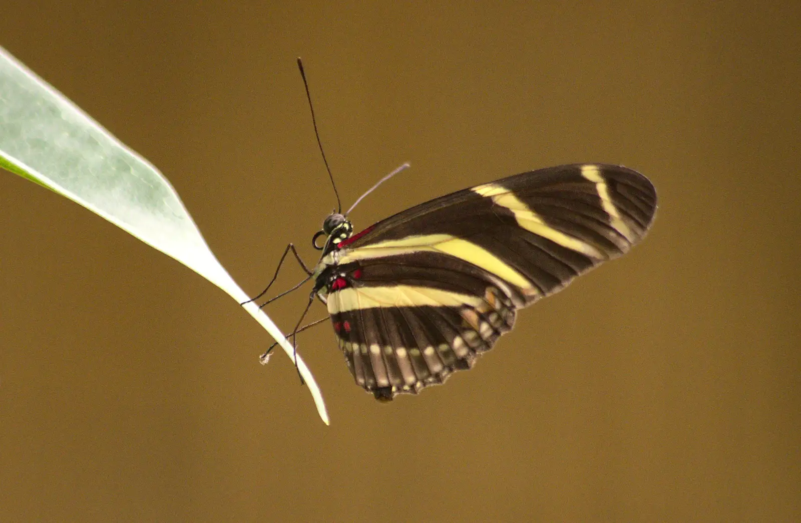 A stripey butterfly on a leaf, from A Birthday Trip to the Zoo, Banham, Norfolk - 26th May 2014