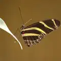 A stripey butterfly on a leaf, A Birthday Trip to the Zoo, Banham, Norfolk - 26th May 2014