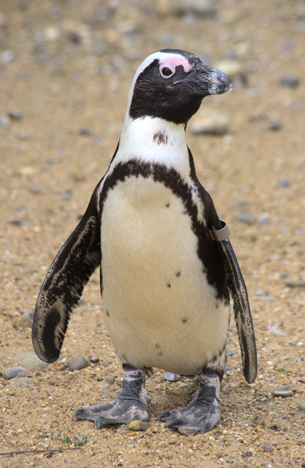 A Birthday Trip to the Zoo, Banham, Norfolk - 26th May 2014: Walk like a penguin