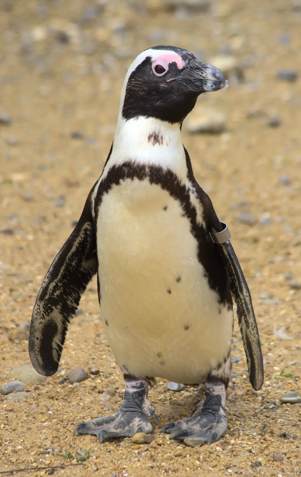 Walk like a penguin, from A Birthday Trip to the Zoo, Banham, Norfolk - 26th May 2014