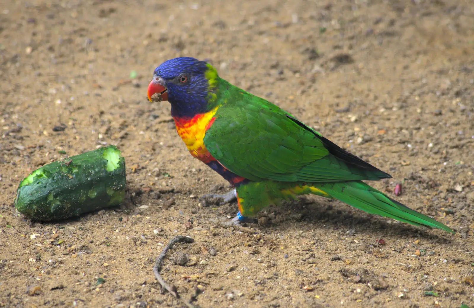 Bright green parakeet, from A Birthday Trip to the Zoo, Banham, Norfolk - 26th May 2014