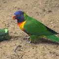 Bright green parakeet, A Birthday Trip to the Zoo, Banham, Norfolk - 26th May 2014