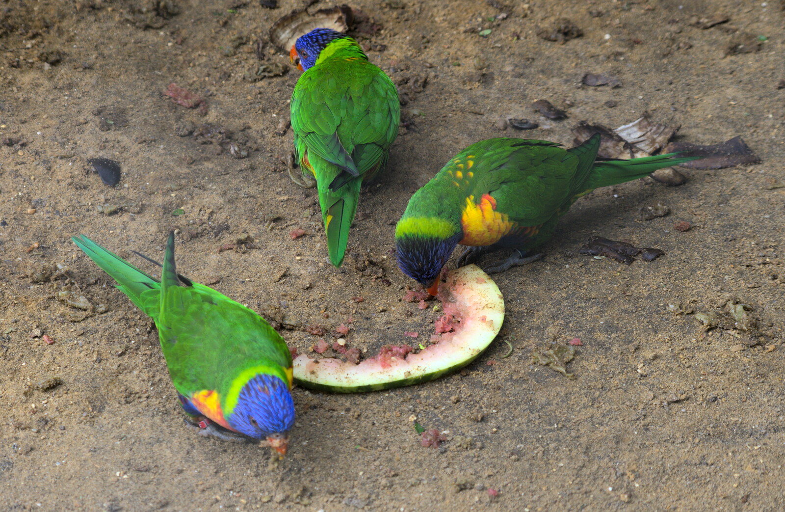 A Birthday Trip to the Zoo, Banham, Norfolk - 26th May 2014: The parrots eat melon