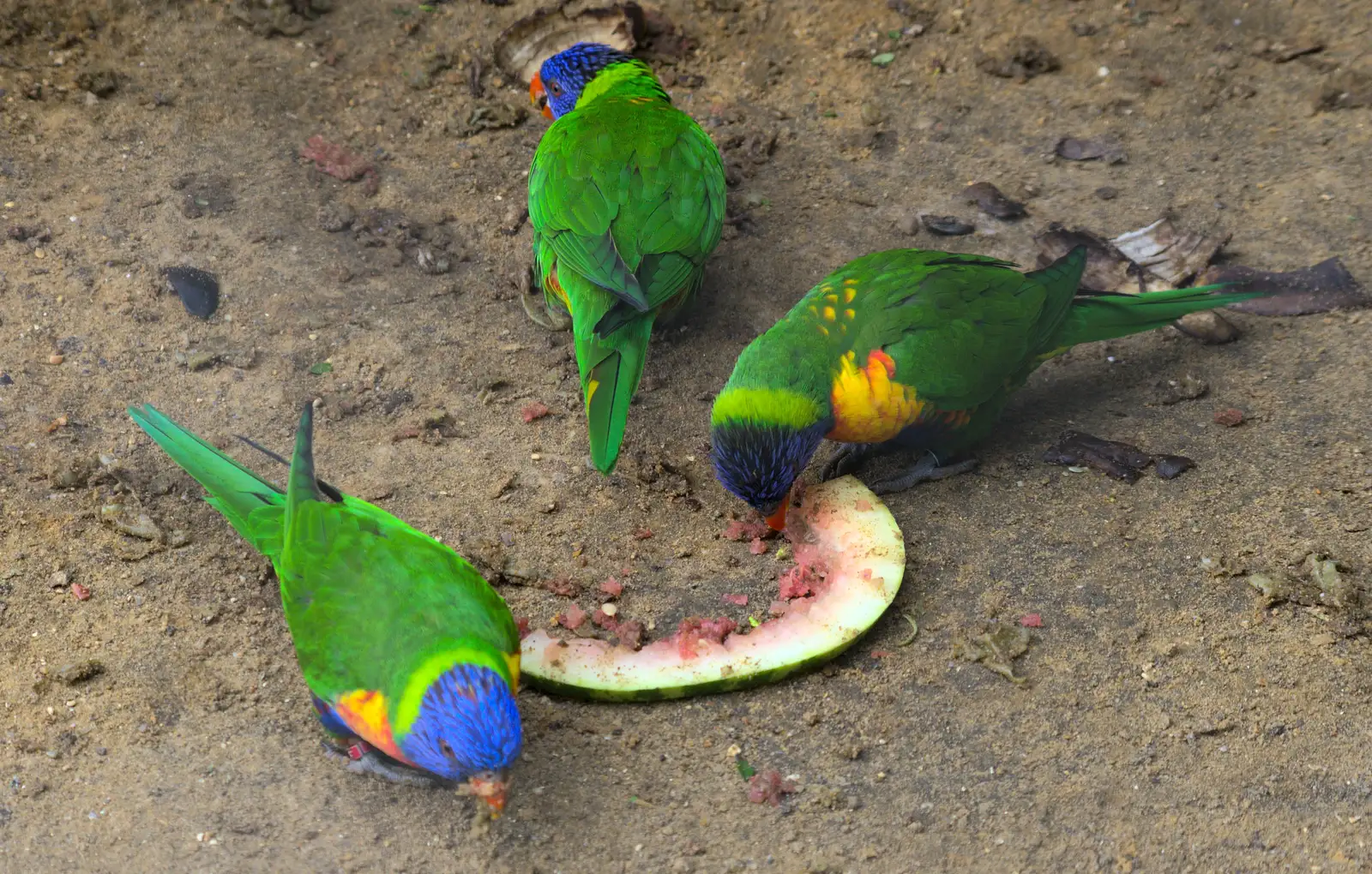 The parrots eat melon, from A Birthday Trip to the Zoo, Banham, Norfolk - 26th May 2014