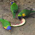 A Birthday Trip to the Zoo, Banham, Norfolk - 26th May 2014, The parrots eat melon