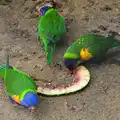 The parrots eat melon, A Birthday Trip to the Zoo, Banham, Norfolk - 26th May 2014