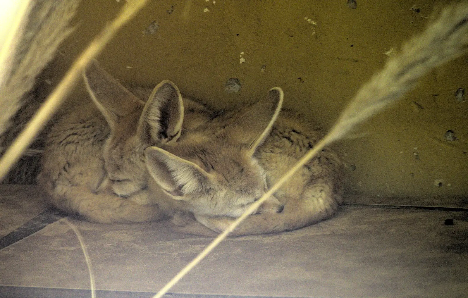 Sleeping Fennic foxes, from A Birthday Trip to the Zoo, Banham, Norfolk - 26th May 2014