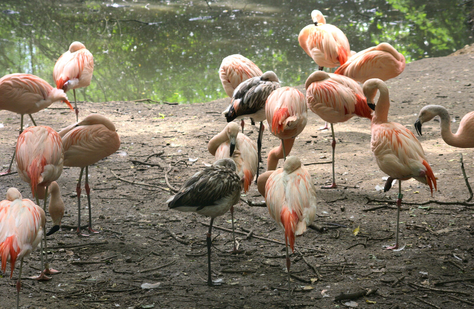 A Birthday Trip to the Zoo, Banham, Norfolk - 26th May 2014: A flock of flamingos