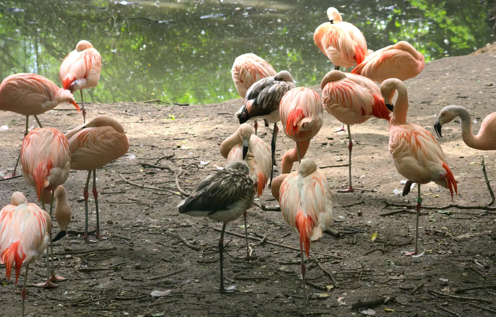 A flock of flamingos, from A Birthday Trip to the Zoo, Banham, Norfolk - 26th May 2014