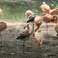 A Birthday Trip to the Zoo, Banham, Norfolk - 26th May 2014, A flock of flamingos