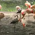 A flock of flamingos, A Birthday Trip to the Zoo, Banham, Norfolk - 26th May 2014