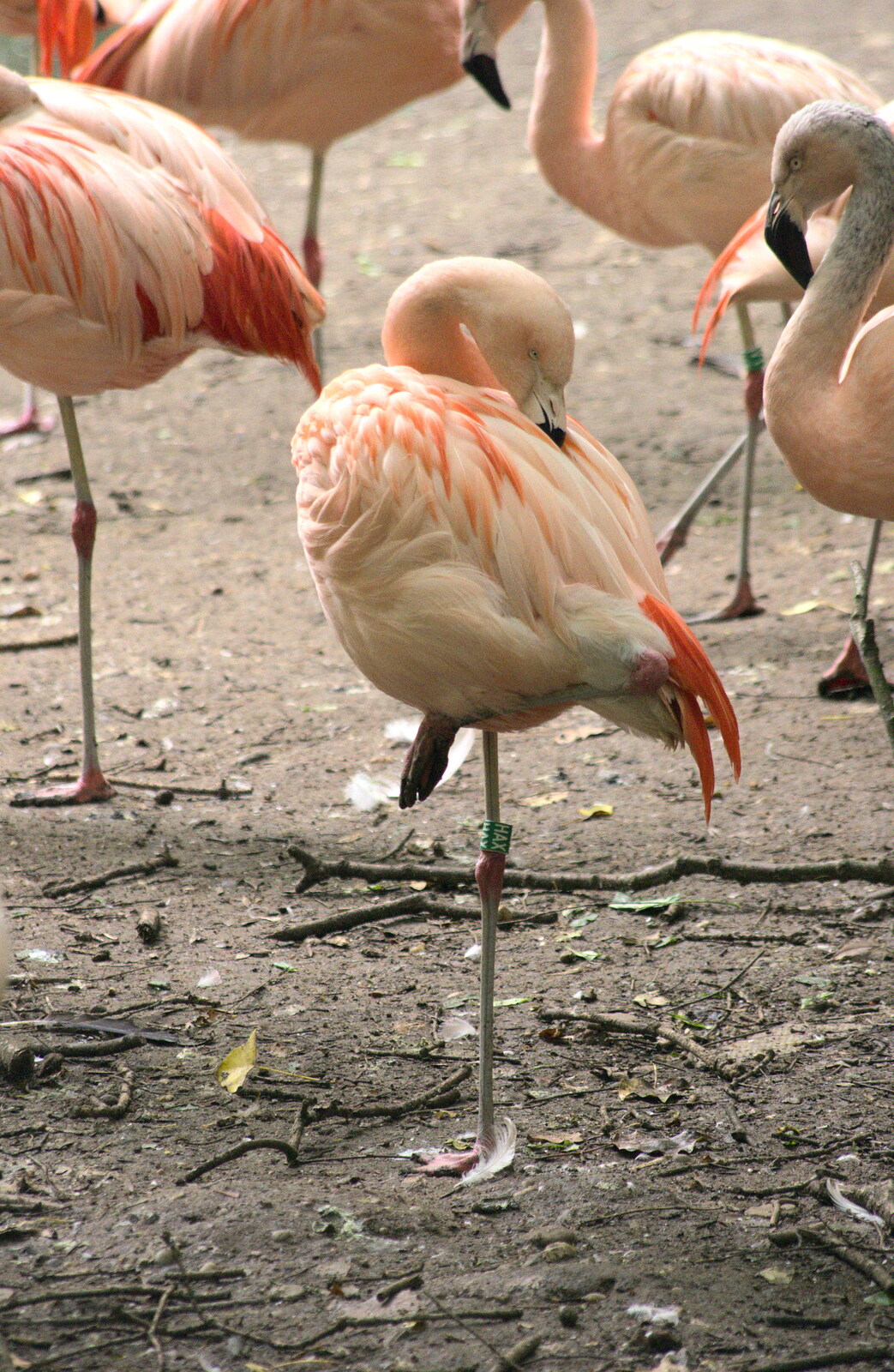 A Birthday Trip to the Zoo, Banham, Norfolk - 26th May 2014: A perching flamingo