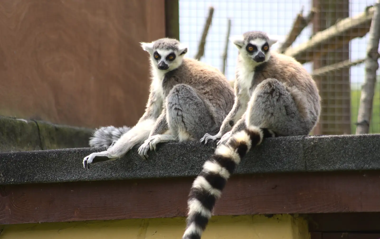 Ring-tailed lemurs, from A Birthday Trip to the Zoo, Banham, Norfolk - 26th May 2014