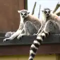 Ring-tailed lemurs, A Birthday Trip to the Zoo, Banham, Norfolk - 26th May 2014