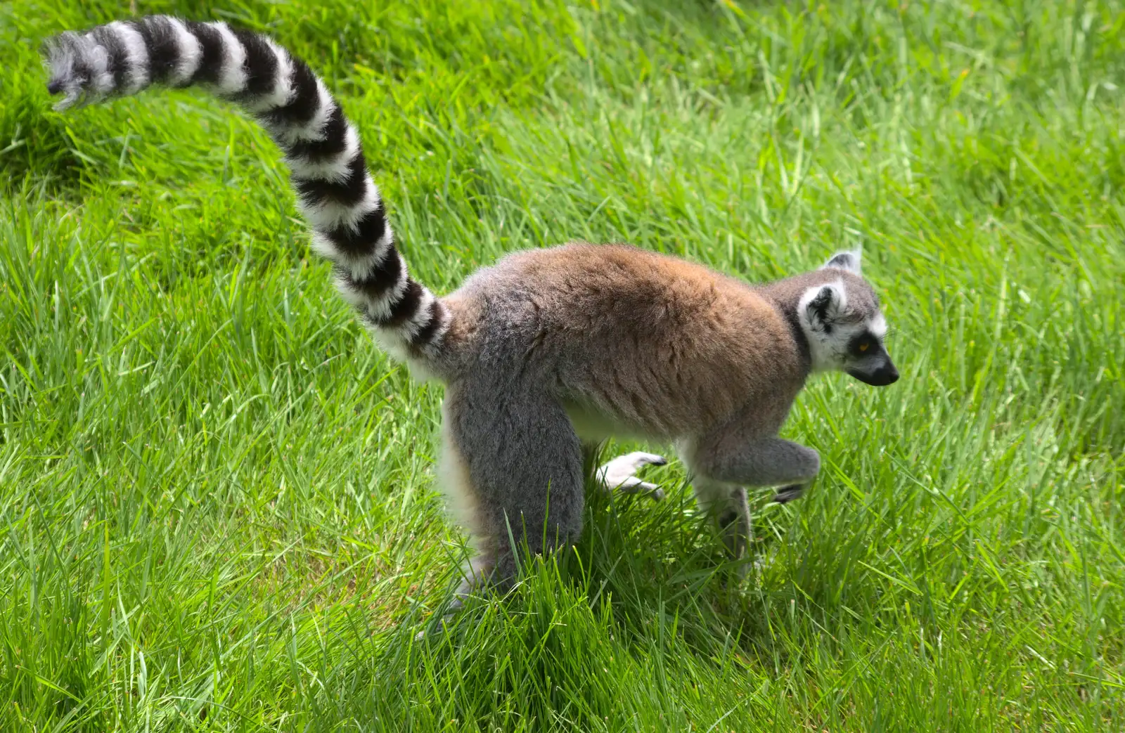 A stripey-tailed lemur, from A Birthday Trip to the Zoo, Banham, Norfolk - 26th May 2014