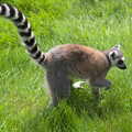 A Birthday Trip to the Zoo, Banham, Norfolk - 26th May 2014, A stripey-tailed lemur