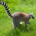 A stripey-tailed lemur, A Birthday Trip to the Zoo, Banham, Norfolk - 26th May 2014