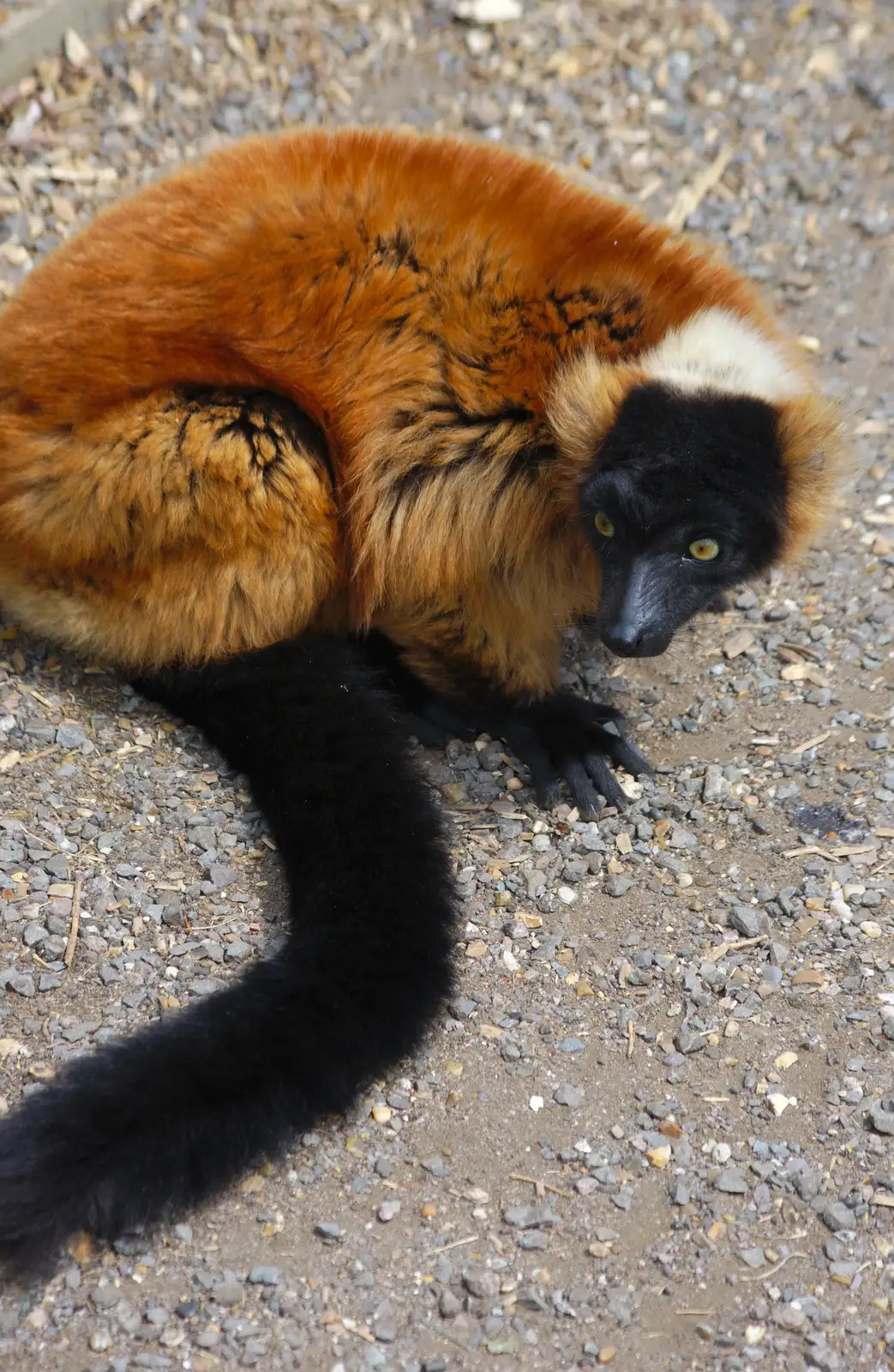 Some other lemur thing, from A Birthday Trip to the Zoo, Banham, Norfolk - 26th May 2014