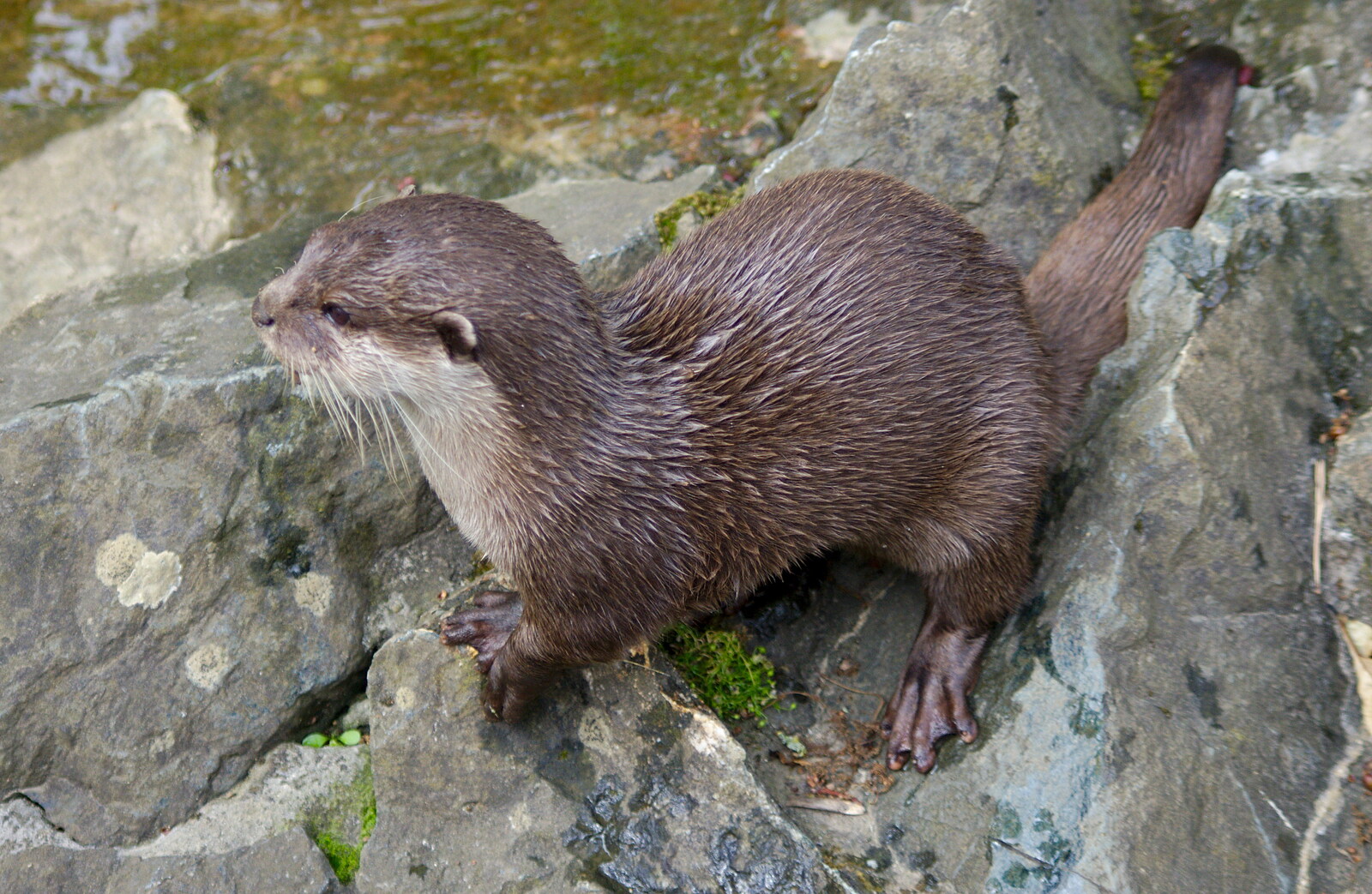 A Birthday Trip to the Zoo, Banham, Norfolk - 26th May 2014: Tarka the Otter