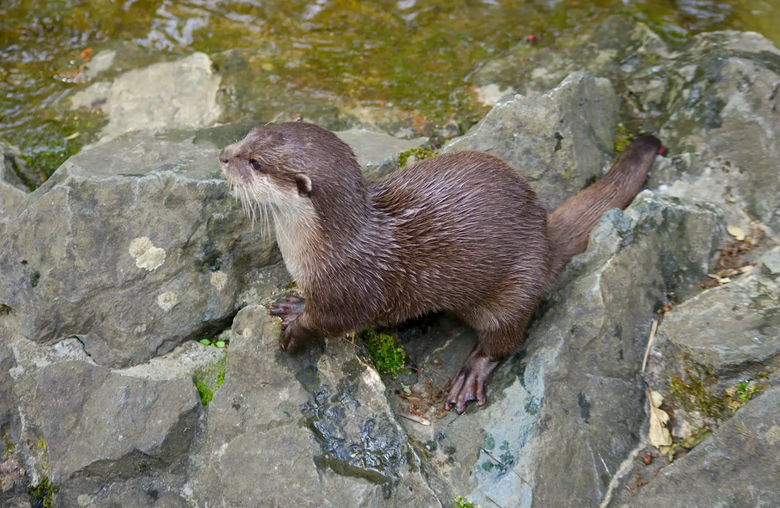 Tarka the Otter, from A Birthday Trip to the Zoo, Banham, Norfolk - 26th May 2014