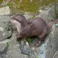 Tarka the Otter, A Birthday Trip to the Zoo, Banham, Norfolk - 26th May 2014