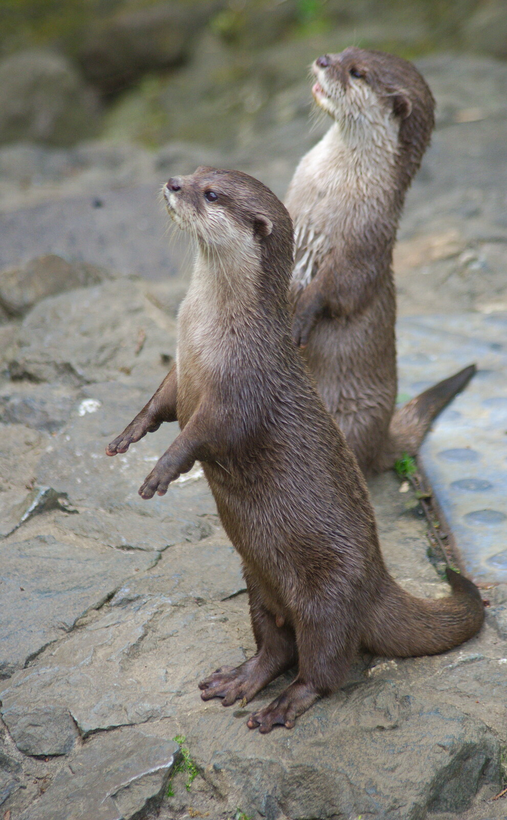 The two otters sit on hind legs and chatter from A Birthday Trip to the Zoo, Banham, Norfolk - 26th May 2014