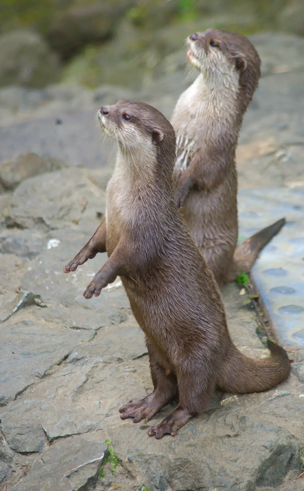 The two otters sit on hind legs and chatter, from A Birthday Trip to the Zoo, Banham, Norfolk - 26th May 2014