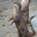 A Birthday Trip to the Zoo, Banham, Norfolk - 26th May 2014, The two otters sit on hind legs and chatter