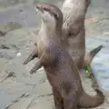 The two otters sit on hind legs and chatter, A Birthday Trip to the Zoo, Banham, Norfolk - 26th May 2014