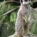 A Birthday Trip to the Zoo, Banham, Norfolk - 26th May 2014, A Meerkat does its usual thing