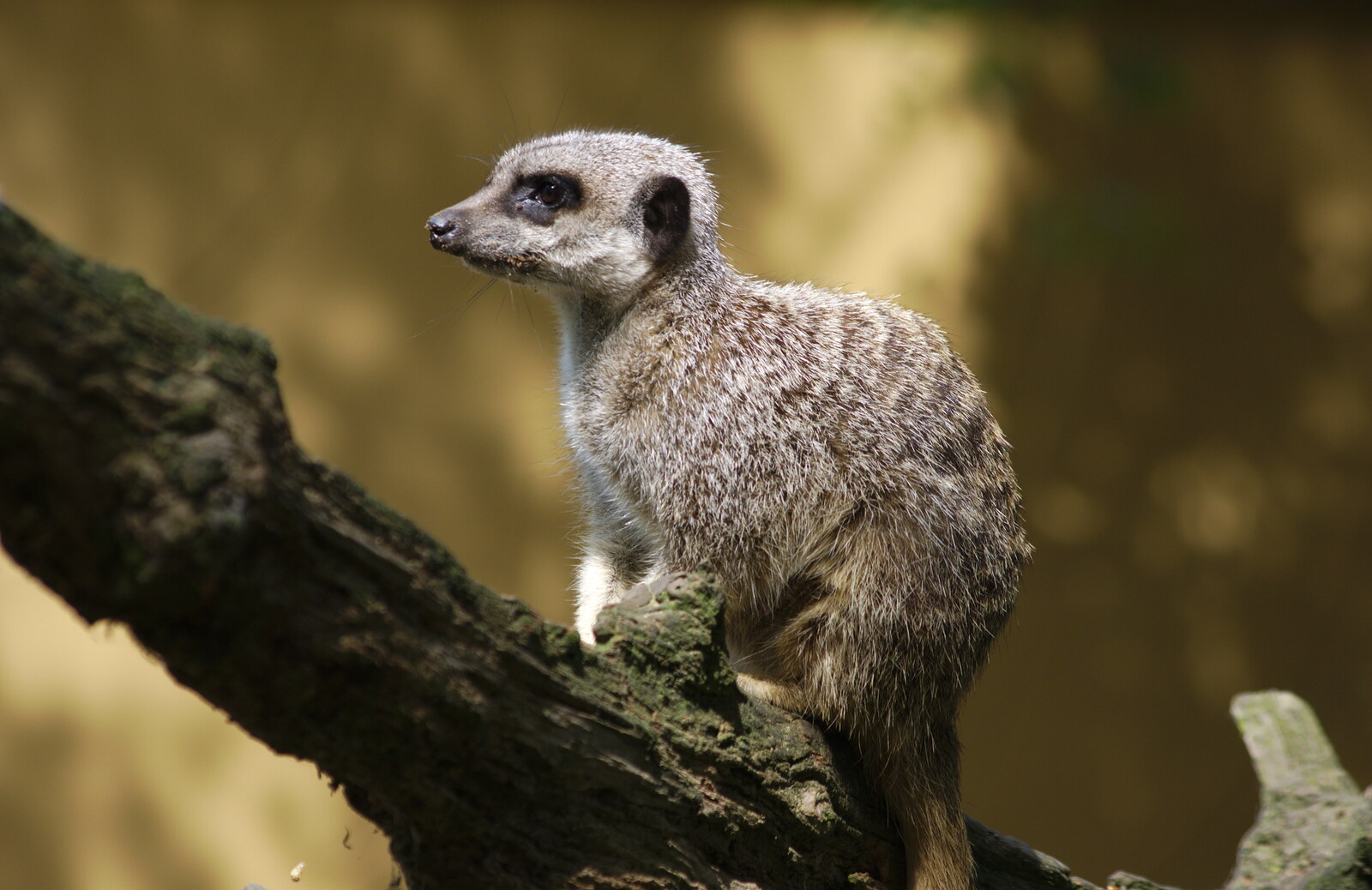 A Birthday Trip to the Zoo, Banham, Norfolk - 26th May 2014: A meerkat on a tree