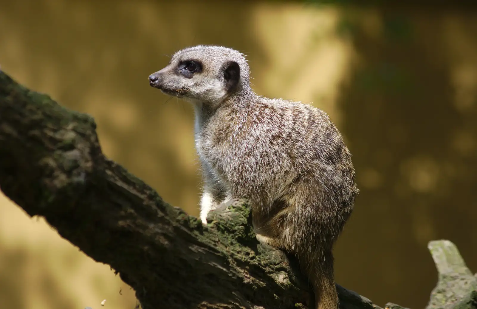 A meerkat on a tree, from A Birthday Trip to the Zoo, Banham, Norfolk - 26th May 2014