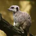 A meerkat on a tree, A Birthday Trip to the Zoo, Banham, Norfolk - 26th May 2014