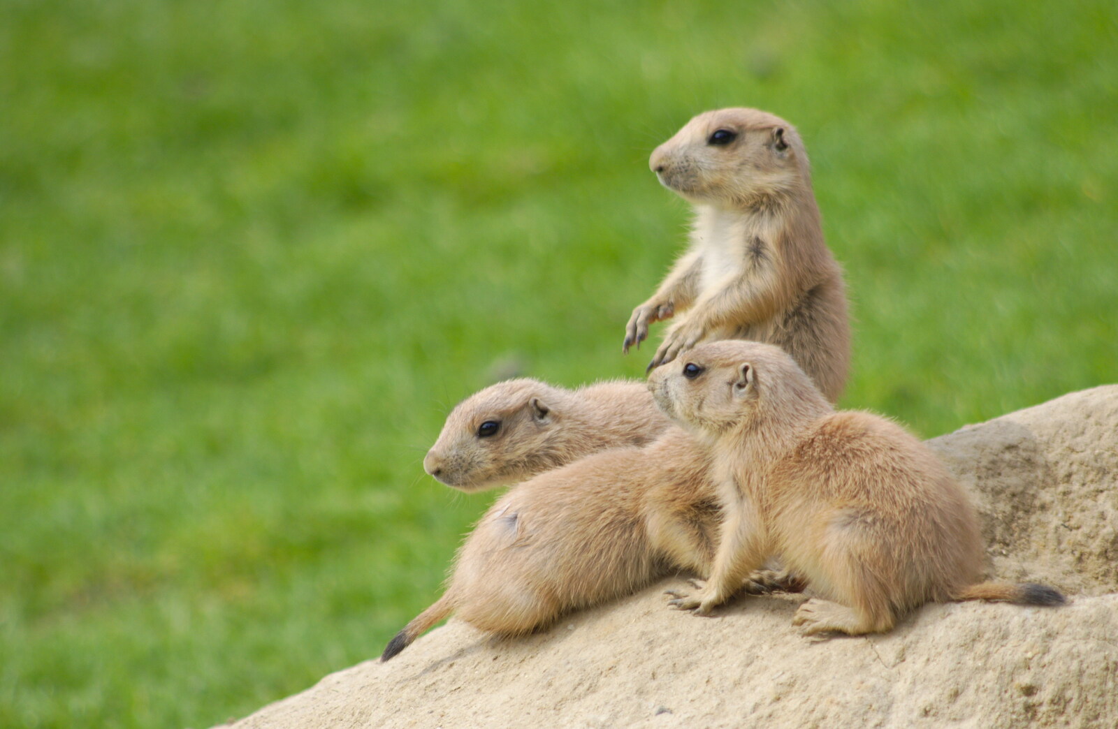 A Birthday Trip to the Zoo, Banham, Norfolk - 26th May 2014: Prairie dogs sit up