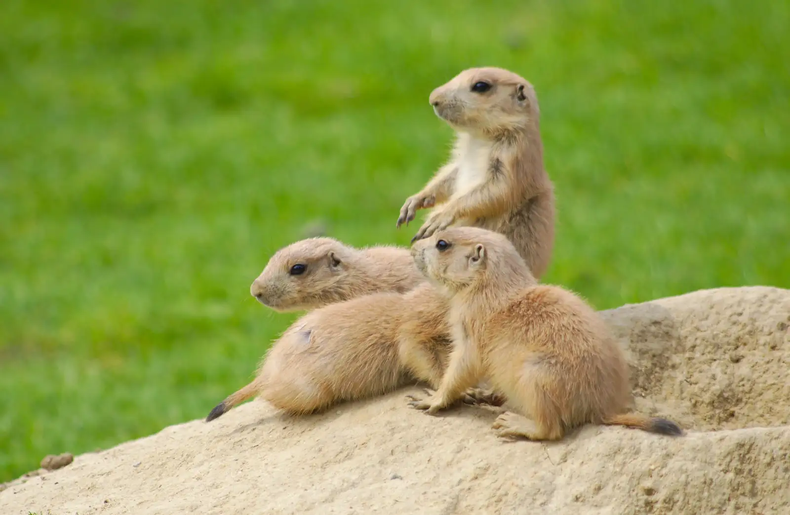 Prairie dogs sit up, from A Birthday Trip to the Zoo, Banham, Norfolk - 26th May 2014