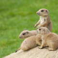 A Birthday Trip to the Zoo, Banham, Norfolk - 26th May 2014, Prairie dogs sit up