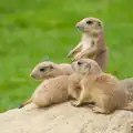 Prairie dogs sit up, A Birthday Trip to the Zoo, Banham, Norfolk - 26th May 2014