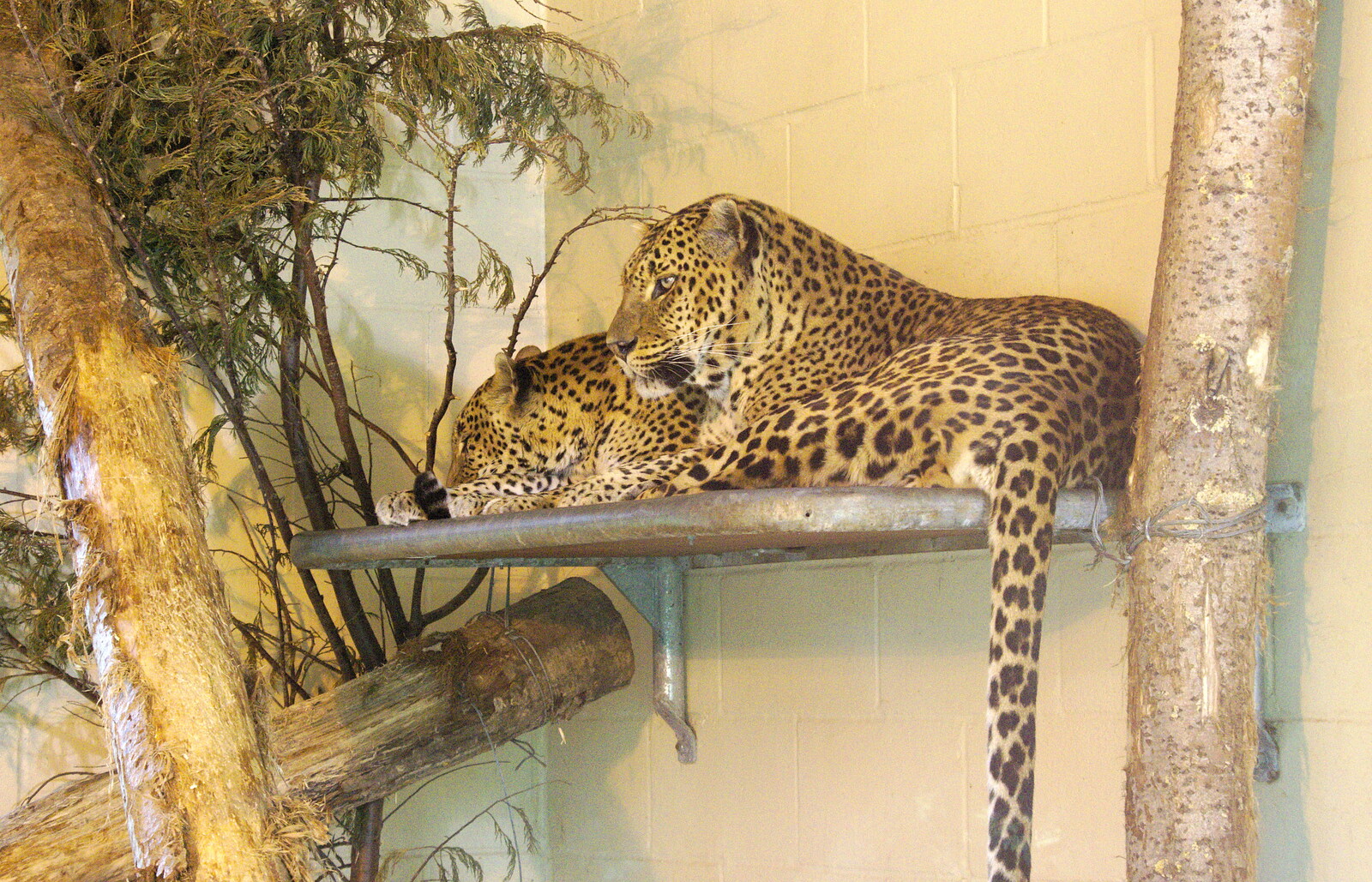 A Birthday Trip to the Zoo, Banham, Norfolk - 26th May 2014: Leopards hang around