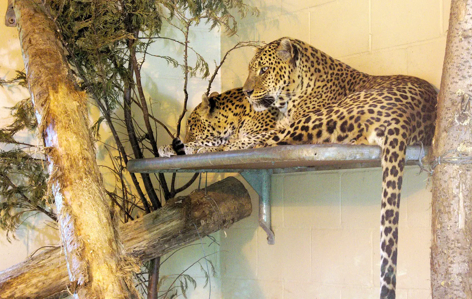 Leopards hang around, from A Birthday Trip to the Zoo, Banham, Norfolk - 26th May 2014