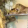 Leopards hang around, A Birthday Trip to the Zoo, Banham, Norfolk - 26th May 2014