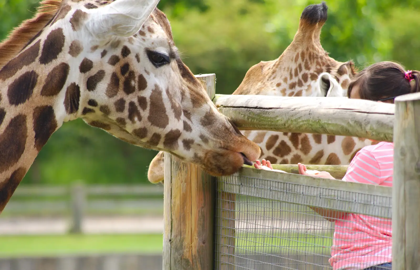 Getting a lick from a giraffe, from A Birthday Trip to the Zoo, Banham, Norfolk - 26th May 2014