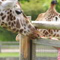 A Birthday Trip to the Zoo, Banham, Norfolk - 26th May 2014, Getting a lick from a giraffe